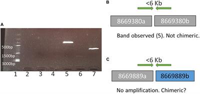 A Near Chromosome Assembly of the Dromedary Camel Genome